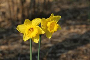 bolbloemen