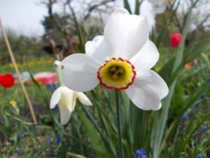 Narcissen