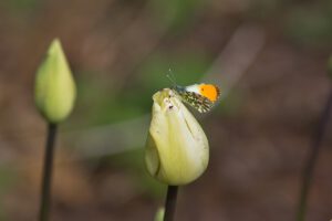 Bolbloemen