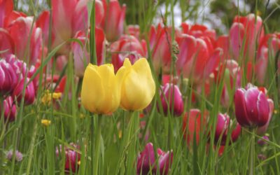 Gekleurde bolbloemen: Een recept voor een betoverende tuin