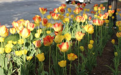 De medicinale magie van bolbloemen