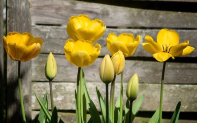 Tover je tuin om tot een betoverende zee van gele bolbloemen