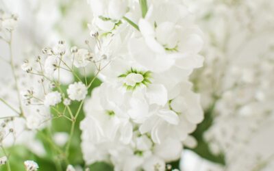 De beste bolbloemen voor een betoverende witte tuin