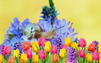 Bolbloemen en de slakkenstrijd