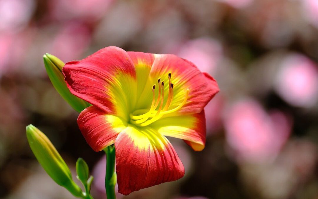 Intrigerende bolbloemen: Mijn amaryllis avontuur