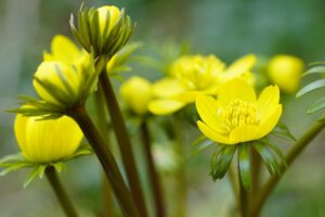 bolbloemen