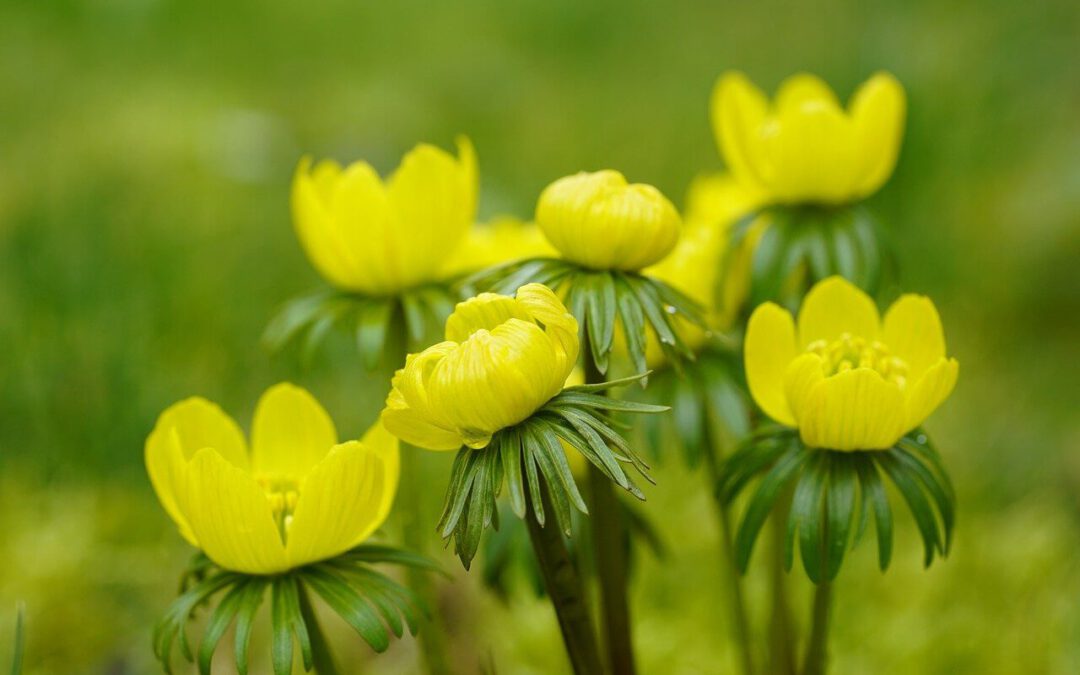 Bolbloemen voor betoverende tuintransformaties