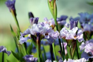 bolbloemen