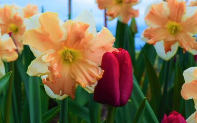 Magische bolbloemen met Feng Shui