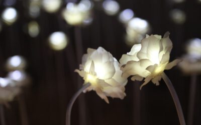 Betoverende nachtbloeiende bolbloemen